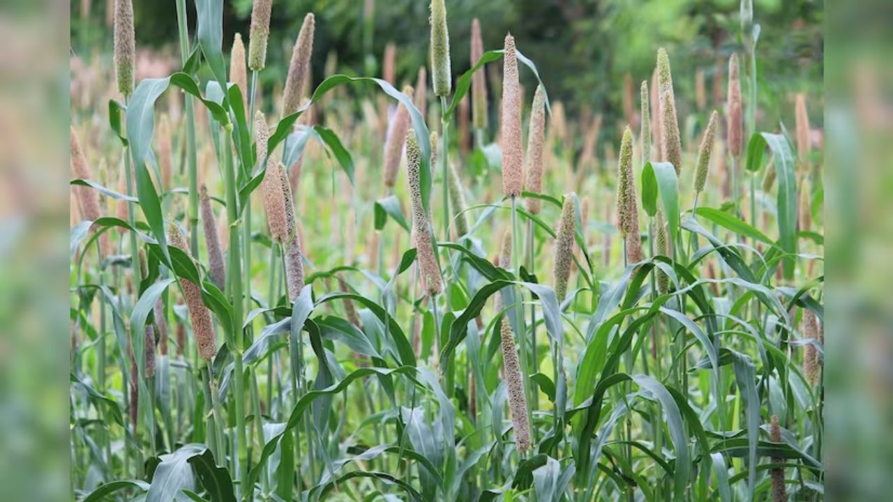 Usthadian Academy / Rajasthan Government to Distribute Free Millet Seeds to Farmers